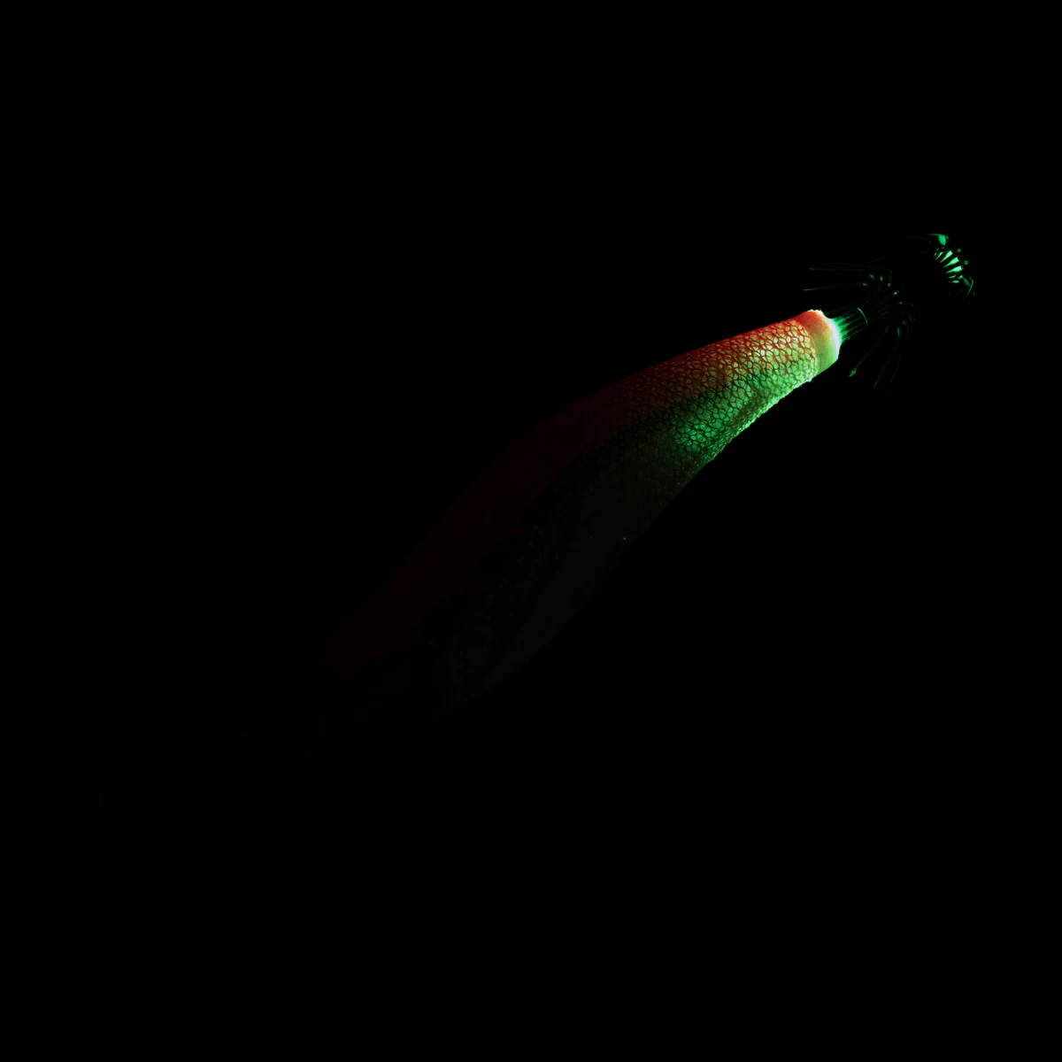 CAPERLAN Nástraha Turlutte potápavá shallow Ebika 3.0/120 Ružová fluo na sépie/kalmáre bez · záber 2