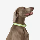 SOLOGNAC Reflexný obojok pre psa 500 žltý L · záber 1