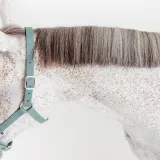 FOUGANZA Ohlávka Schooling pre kone a poníky eukalyptovo zelená CS · záber 2
