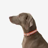 SOLOGNAC Reflexný obojok pre psa 500 oranžový M · záber 1