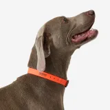 SOLOGNAC Obojok pre psa 500 žiarivý oranžový L · záber 2